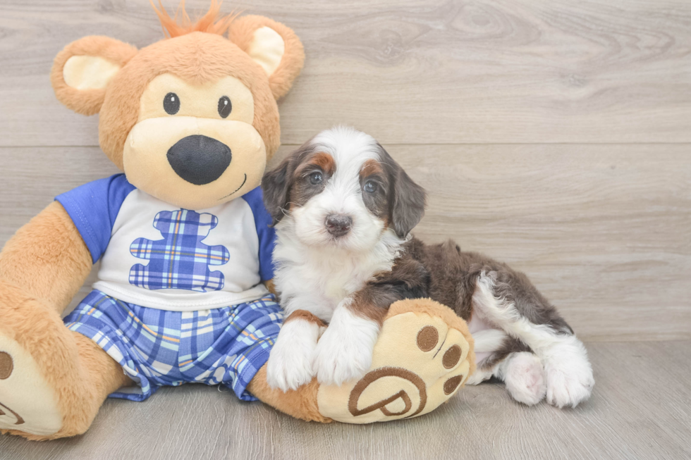 Funny Mini Bernedoodle Poodle Mix Pup