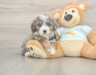 5 week old Mini Bernedoodle Puppy For Sale - Windy City Pups