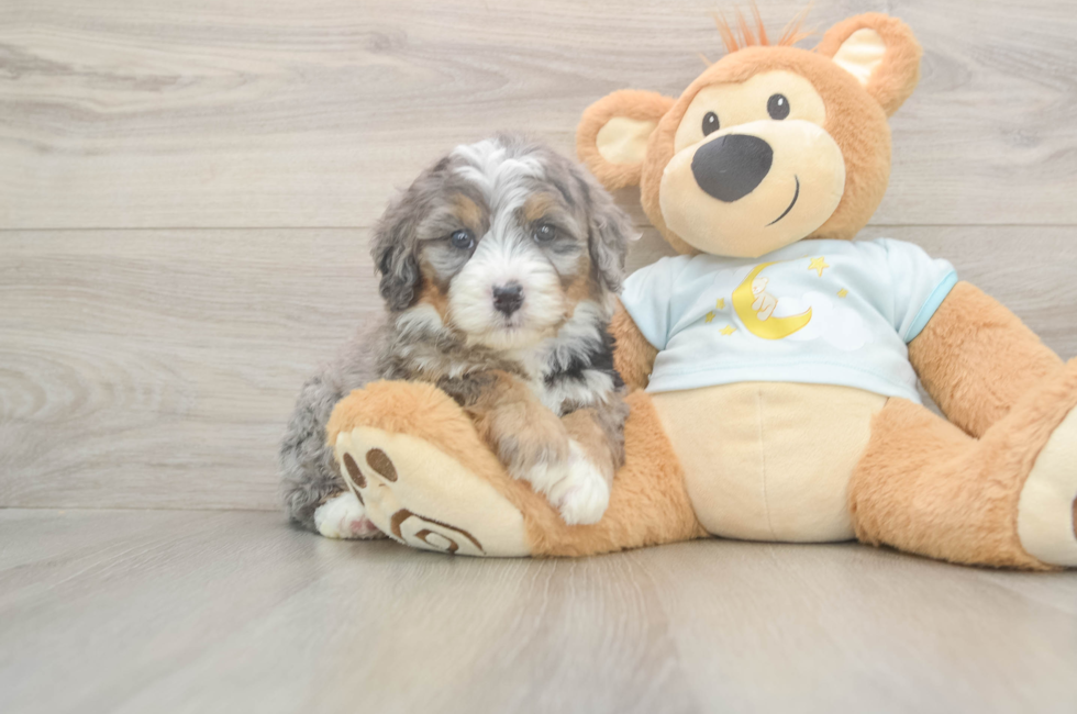 5 week old Mini Bernedoodle Puppy For Sale - Windy City Pups