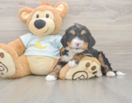 5 week old Mini Bernedoodle Puppy For Sale - Windy City Pups