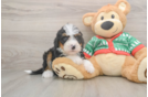 Mini Bernedoodle Puppy for Adoption