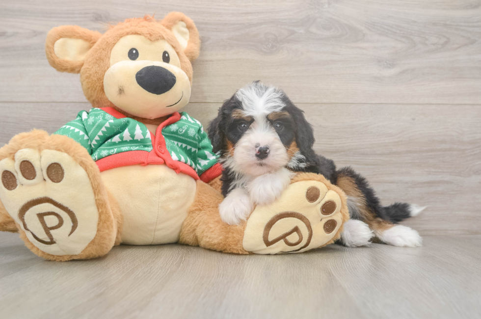 6 week old Mini Bernedoodle Puppy For Sale - Windy City Pups