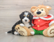6 week old Mini Bernedoodle Puppy For Sale - Windy City Pups