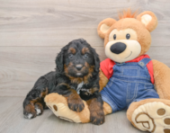 5 week old Mini Bernedoodle Puppy For Sale - Windy City Pups