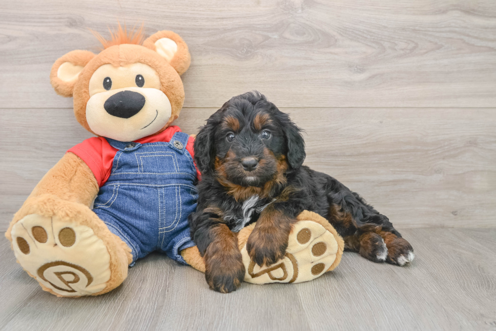 Energetic Mini Bernesepoo Poodle Mix Puppy
