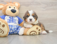 5 week old Mini Bernedoodle Puppy For Sale - Windy City Pups