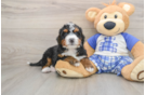 Cute Mini Bernedoodle Baby