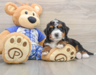 6 week old Mini Bernedoodle Puppy For Sale - Windy City Pups