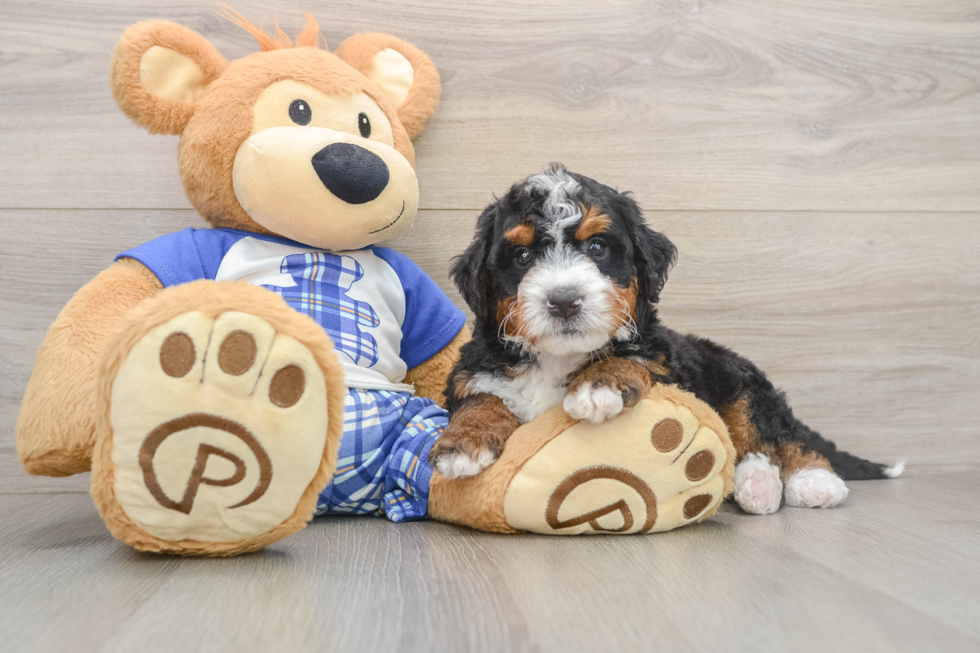 Mini Bernedoodle Puppy for Adoption