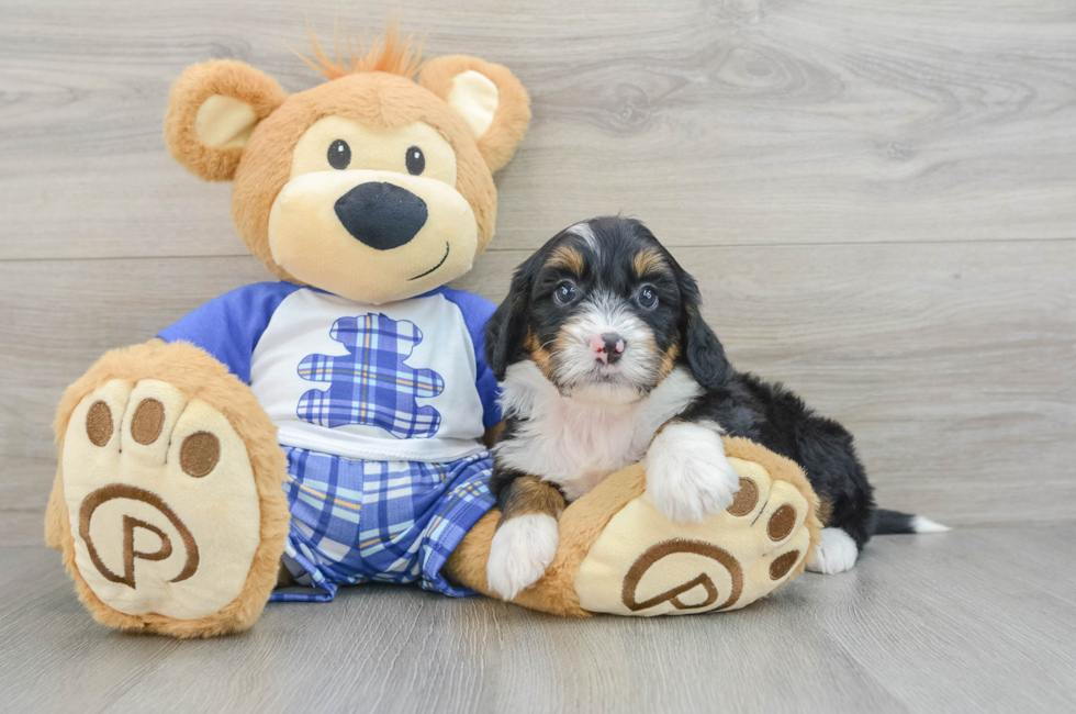 7 week old Mini Bernedoodle Puppy For Sale - Windy City Pups