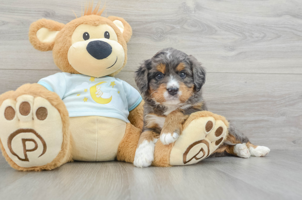 5 week old Mini Bernedoodle Puppy For Sale - Windy City Pups