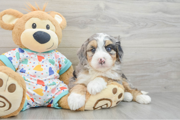 Playful Mini Berniedoodle Poodle Mix Puppy