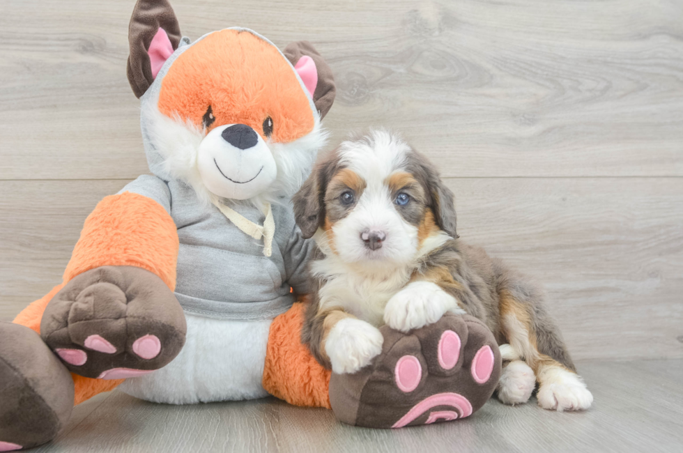 5 week old Mini Bernedoodle Puppy For Sale - Windy City Pups