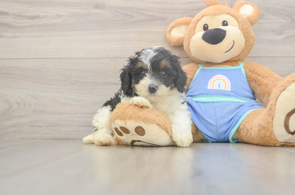 5 week old Mini Bernedoodle Puppy For Sale - Windy City Pups