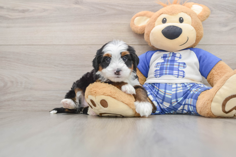 Funny Mini Bernedoodle Poodle Mix Pup