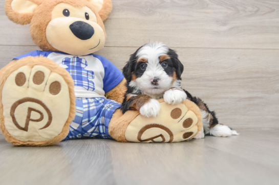 Playful Mini Bernepoo Poodle Mix Puppy