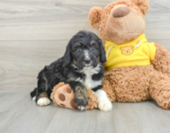 7 week old Mini Bernedoodle Puppy For Sale - Windy City Pups