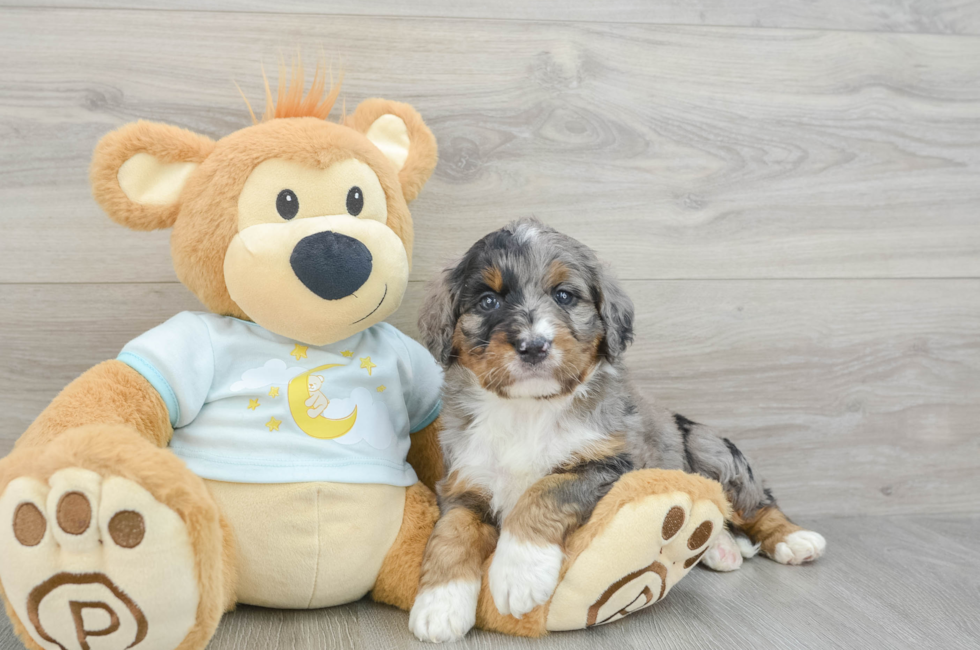 5 week old Mini Bernedoodle Puppy For Sale - Windy City Pups