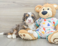8 week old Mini Bernedoodle Puppy For Sale - Windy City Pups