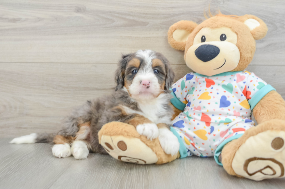8 week old Mini Bernedoodle Puppy For Sale - Windy City Pups