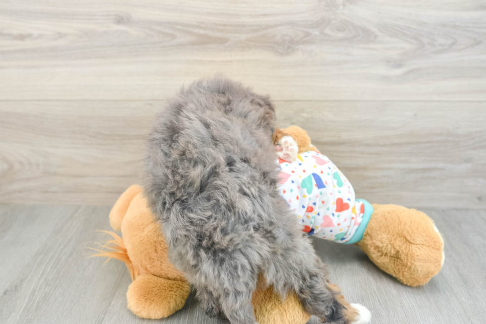 Mini Bernedoodle Puppy for Adoption