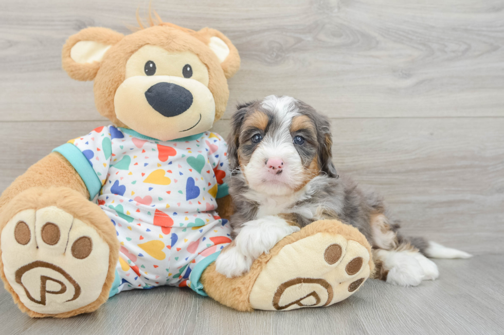 Mini Bernedoodle Pup Being Cute