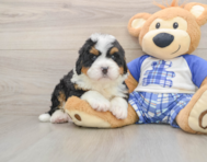 5 week old Mini Bernedoodle Puppy For Sale - Windy City Pups