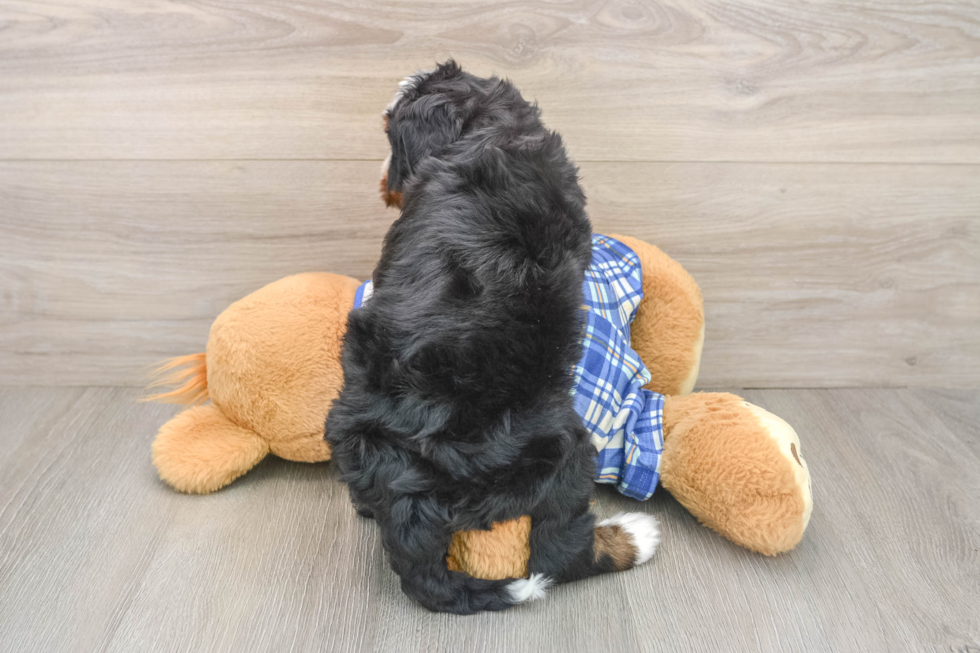 Best Mini Bernedoodle Baby