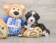 6 week old Mini Bernedoodle Puppy For Sale - Windy City Pups