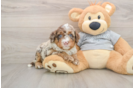 Funny Mini Bernedoodle Poodle Mix Pup