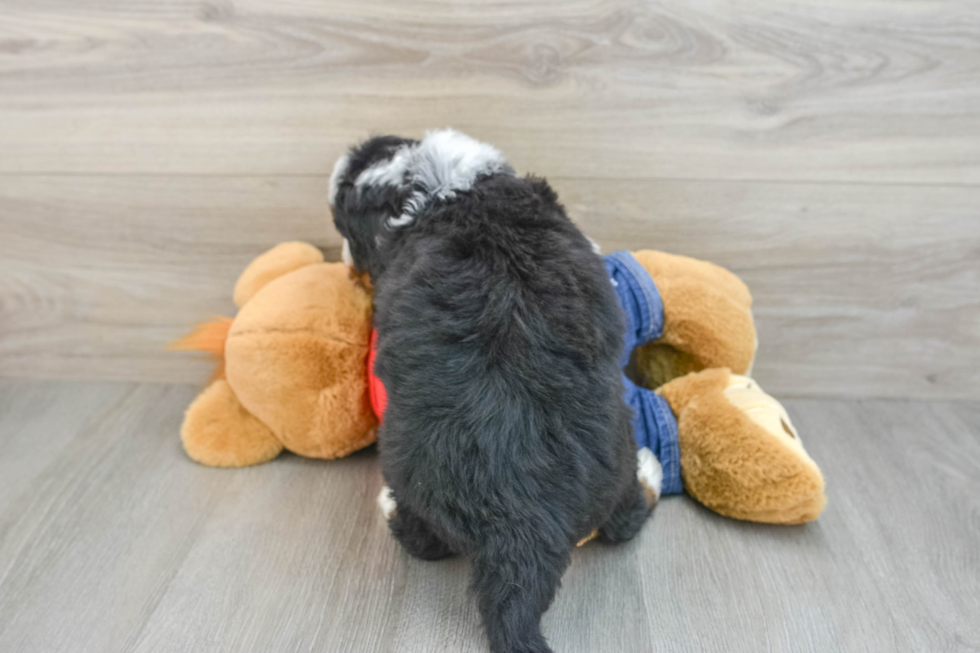 Mini Bernedoodle Pup Being Cute