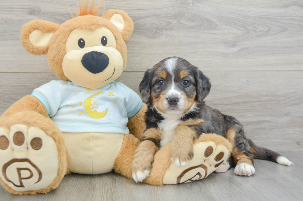 5 week old Mini Bernedoodle Puppy For Sale - Windy City Pups