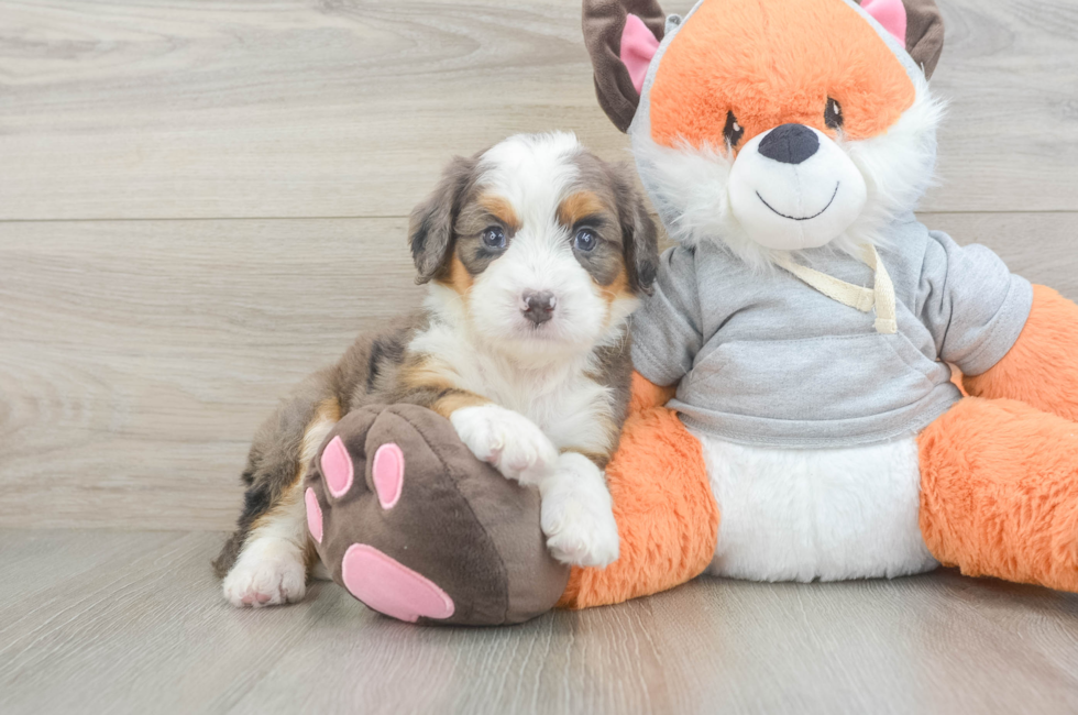 5 week old Mini Bernedoodle Puppy For Sale - Windy City Pups