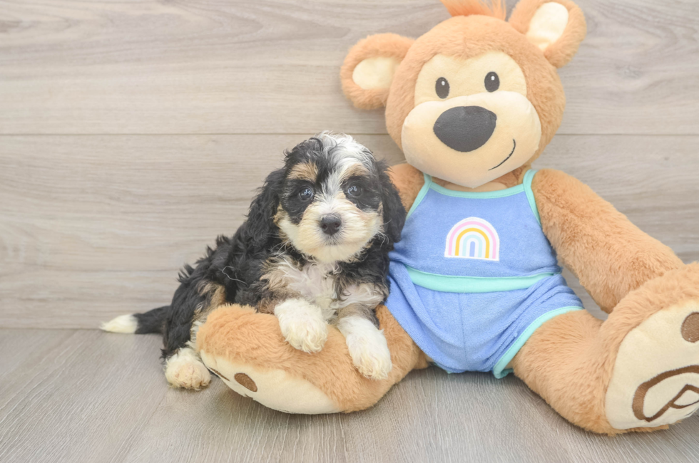 5 week old Mini Bernedoodle Puppy For Sale - Windy City Pups