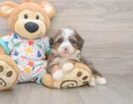 6 week old Mini Bernedoodle Puppy For Sale - Windy City Pups