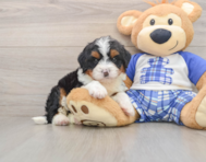 6 week old Mini Bernedoodle Puppy For Sale - Windy City Pups