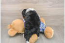 Petite Mini Bernedoodle Poodle Mix Pup