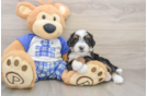 Mini Bernedoodle Pup Being Cute
