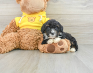 7 week old Mini Bernedoodle Puppy For Sale - Windy City Pups