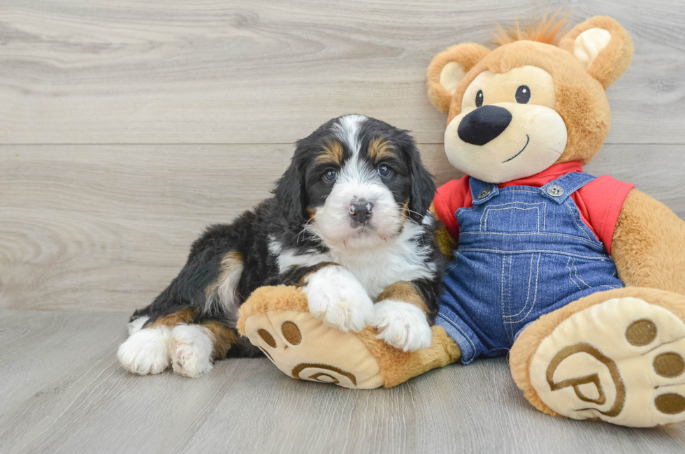 5 week old Mini Bernedoodle Puppy For Sale - Windy City Pups