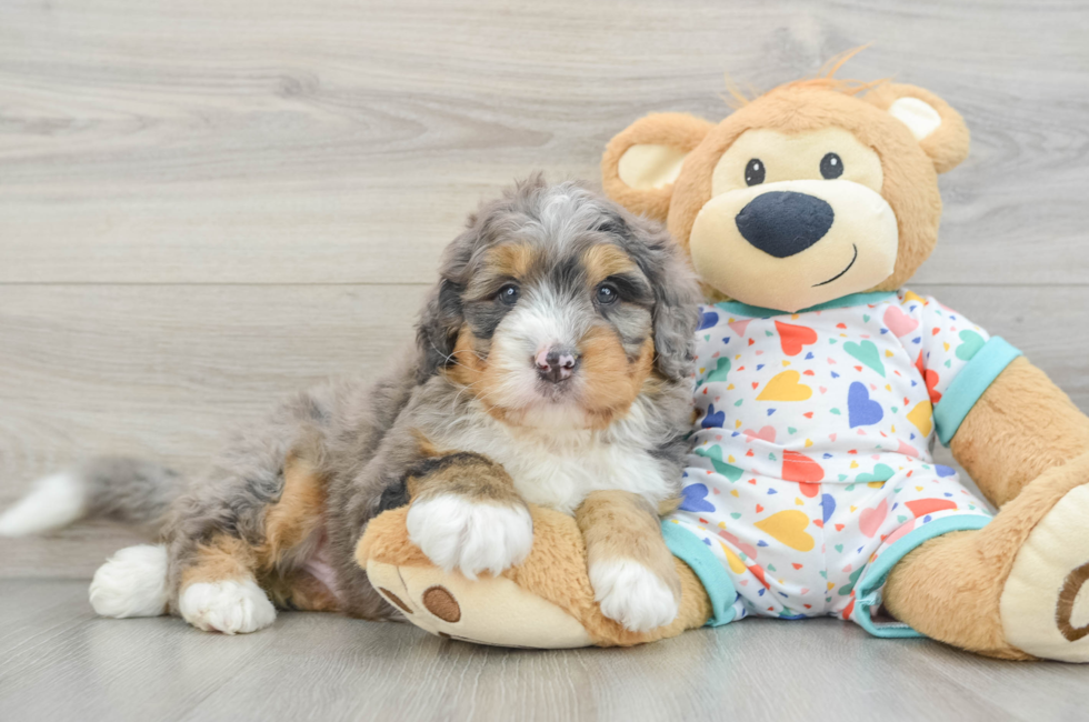 8 week old Mini Bernedoodle Puppy For Sale - Windy City Pups