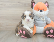 7 week old Mini Bernedoodle Puppy For Sale - Windy City Pups
