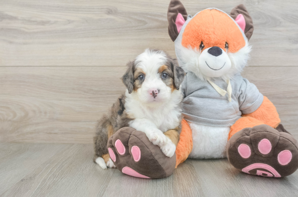5 week old Mini Bernedoodle Puppy For Sale - Windy City Pups