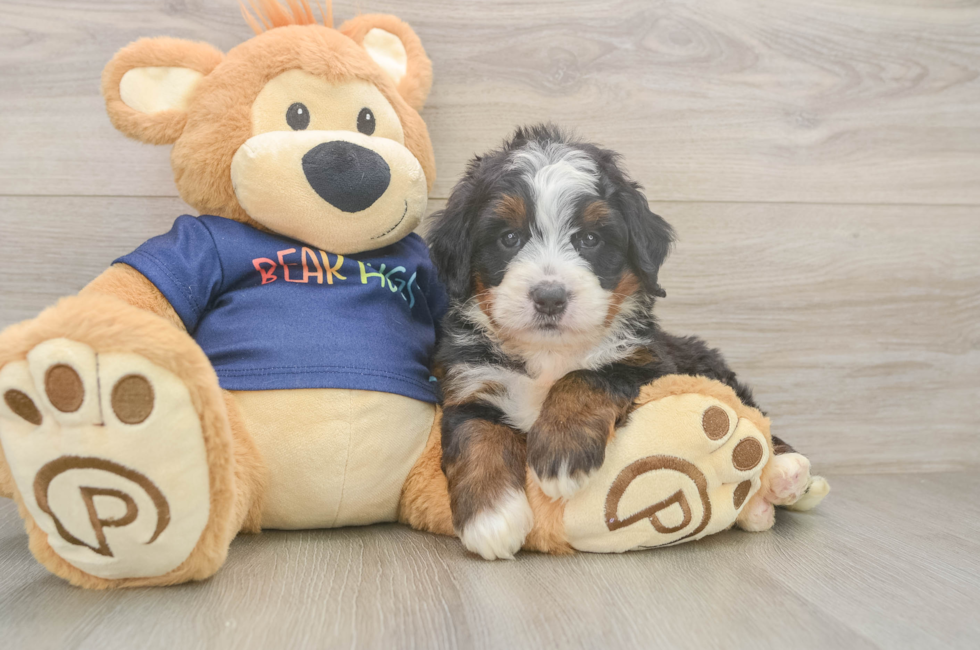 5 week old Mini Bernedoodle Puppy For Sale - Windy City Pups