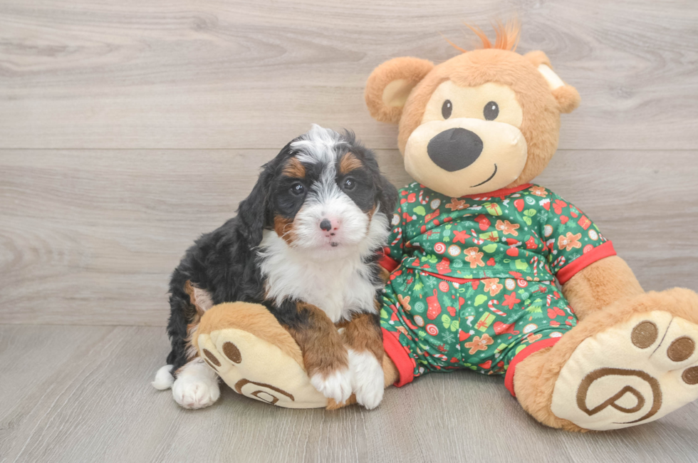 5 week old Mini Bernedoodle Puppy For Sale - Windy City Pups