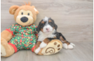 Mini Bernedoodle Pup Being Cute
