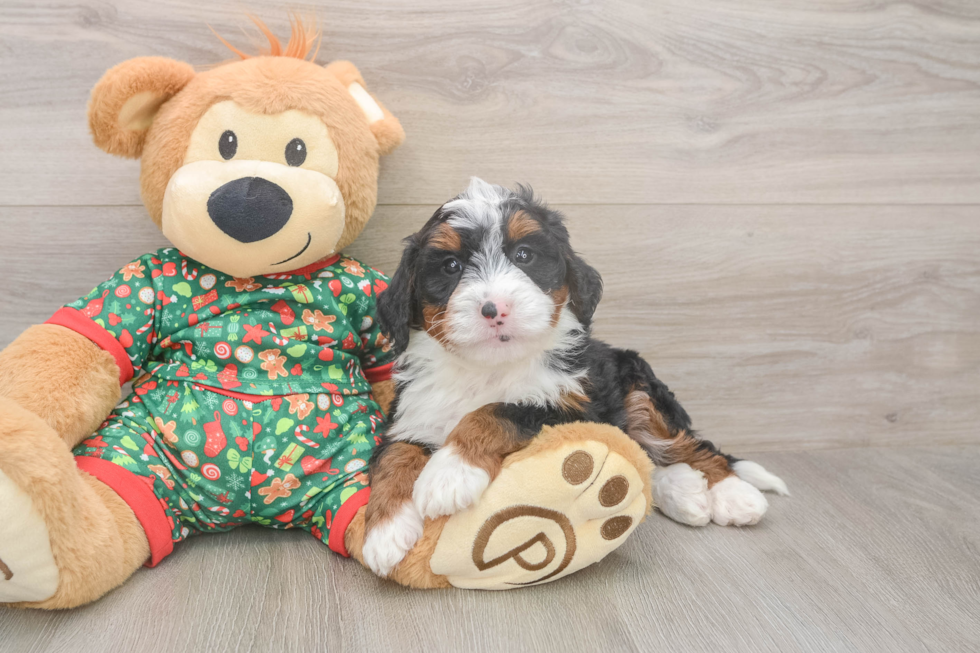 Mini Bernedoodle Pup Being Cute