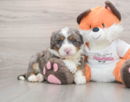 6 week old Mini Bernedoodle Puppy For Sale - Windy City Pups