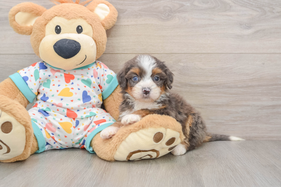 Best Mini Bernedoodle Baby