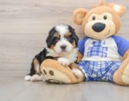 5 week old Mini Bernedoodle Puppy For Sale - Windy City Pups